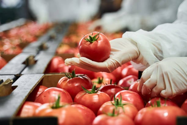 worker-in-latex-gloves-inspecting-a-red-tomato
